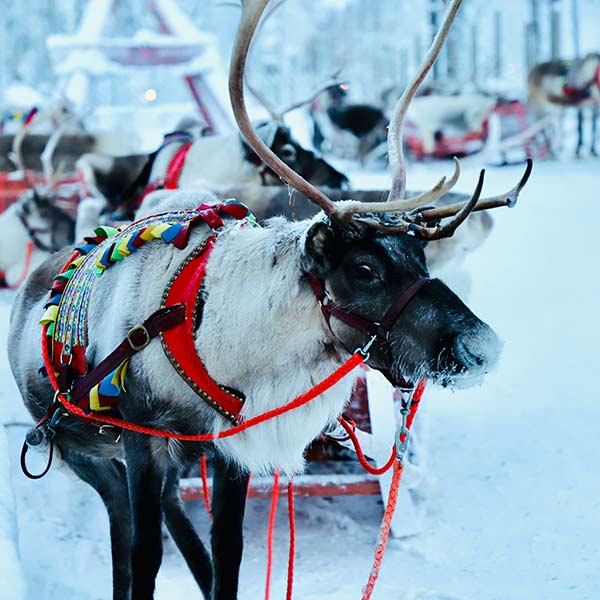 Lapland - Reindeer waiting in the snow